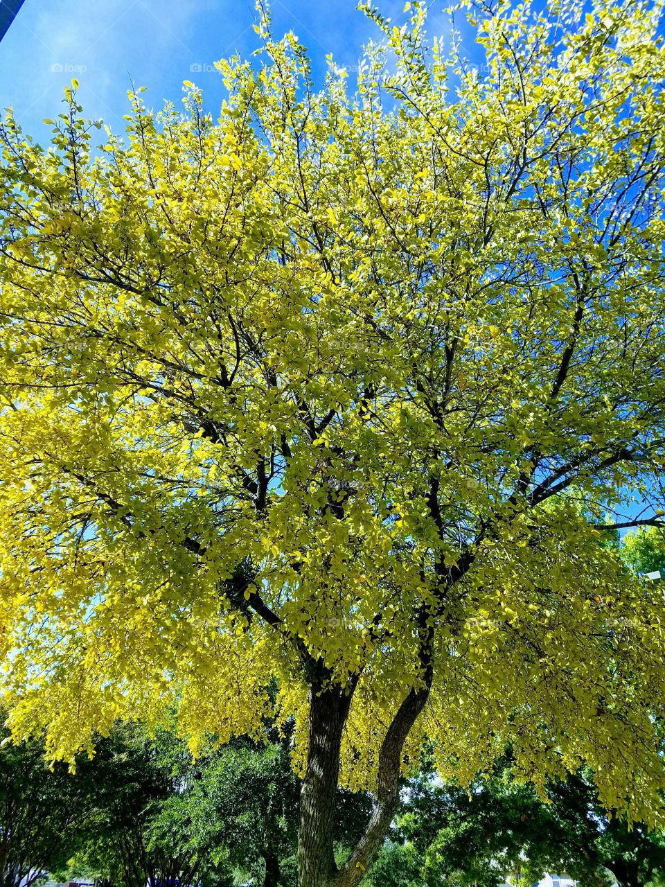 Fall trees changing color