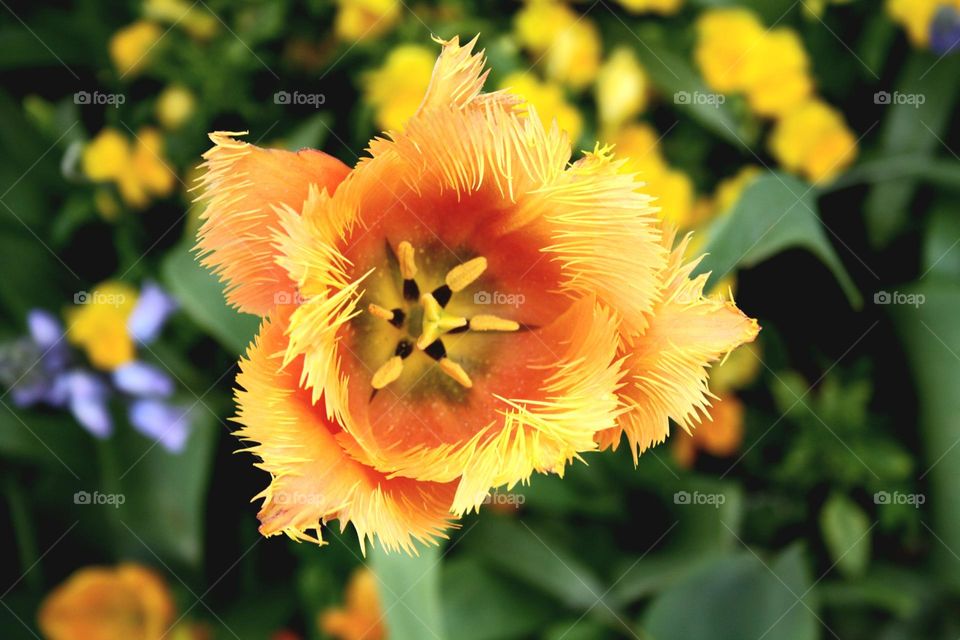 beautiful floral splendor