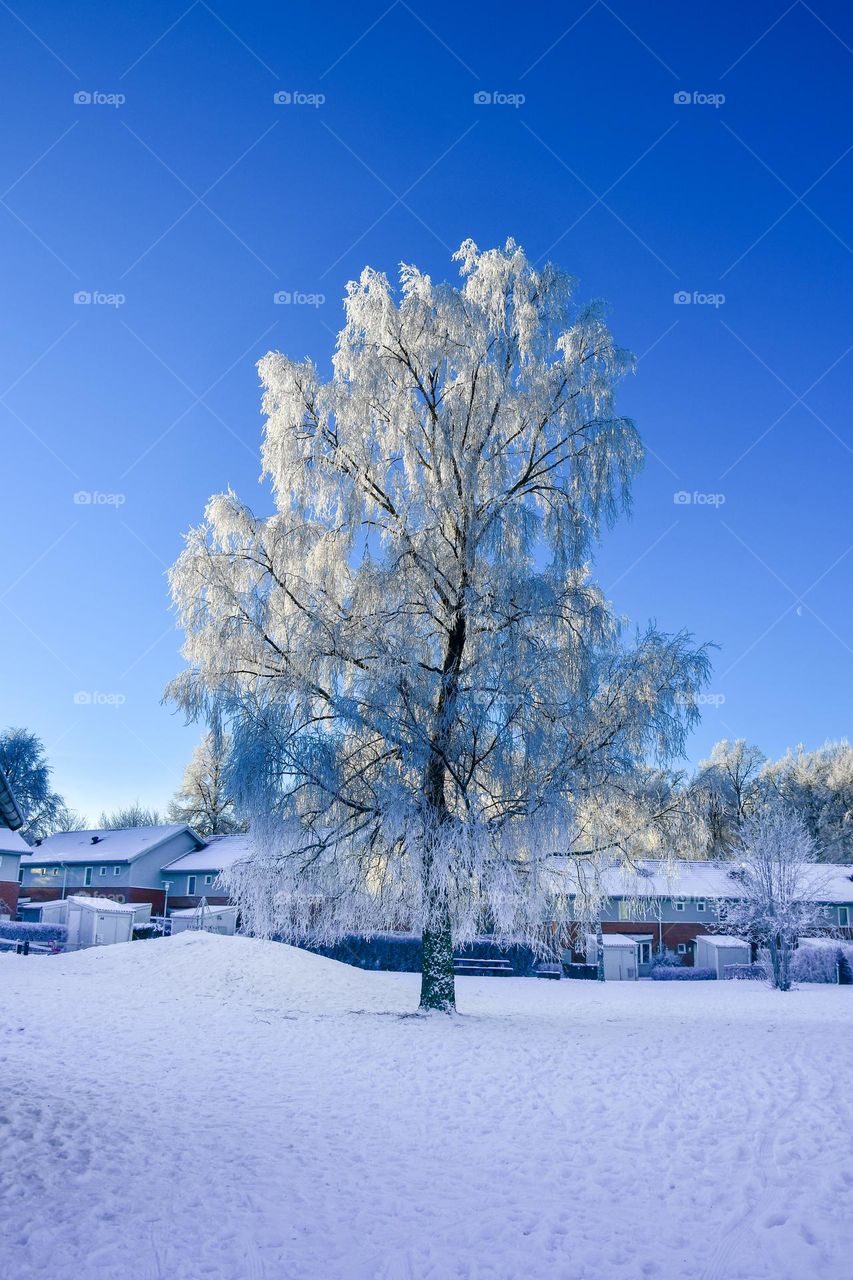 Blue sky and snowy tree