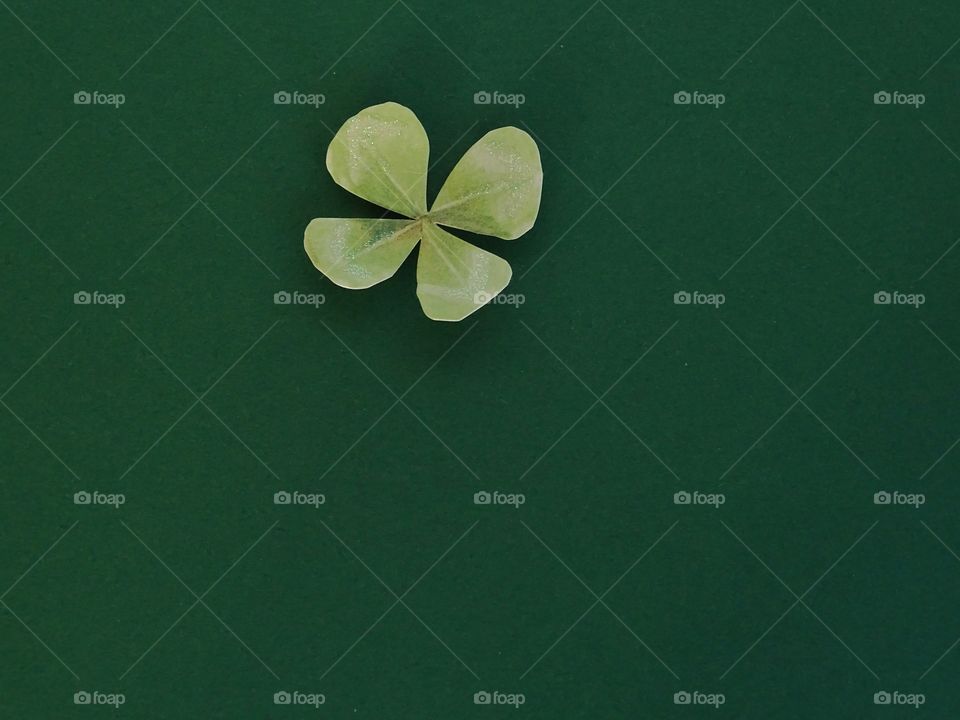 Four leaf clover