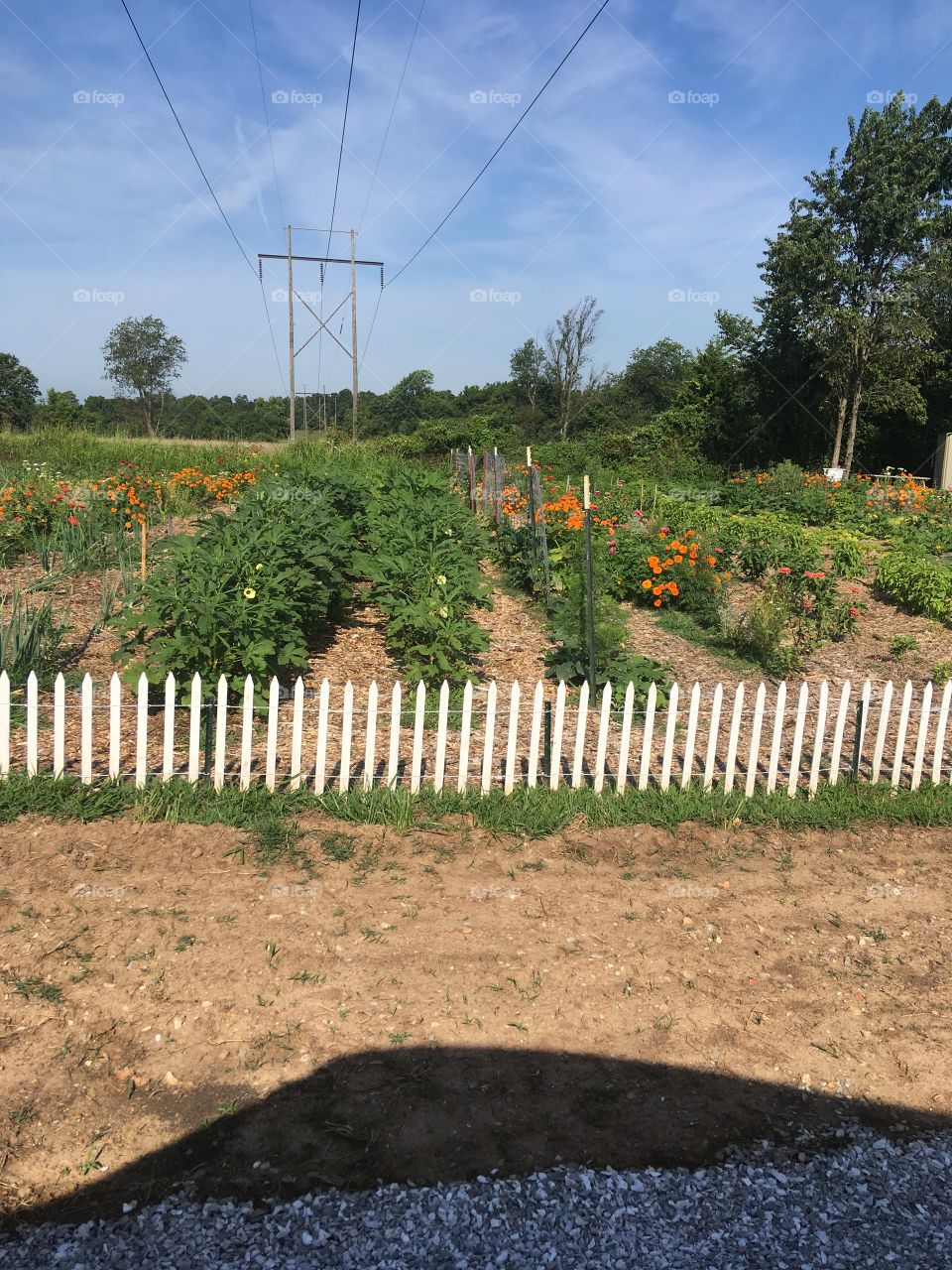 A picture of the food banks vegetable garden, real nice plants still growing strong.
