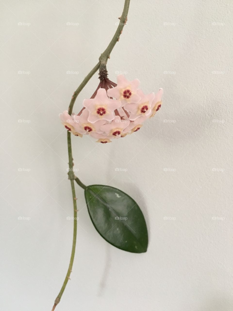 Pretty but smells bad