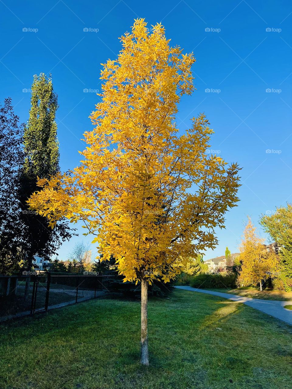 YELLOW FALL TREE IN THE PARK