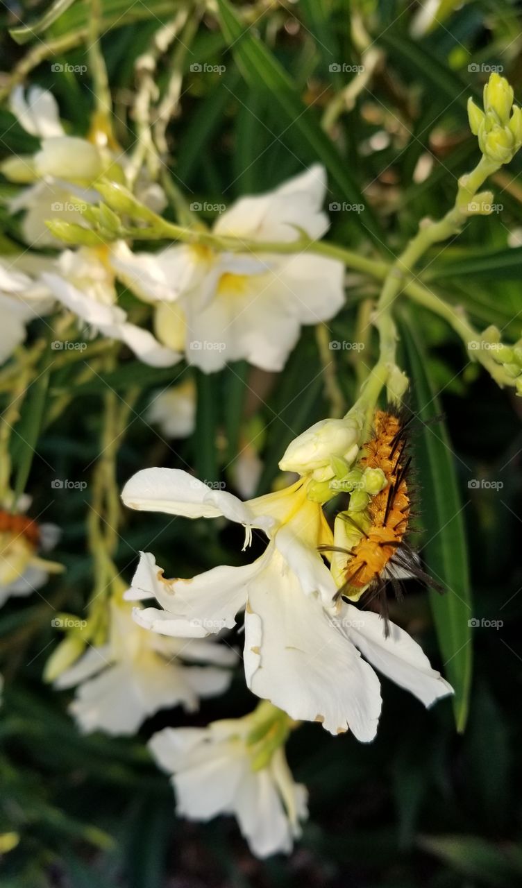 wasp moth caterpillar on white oleander