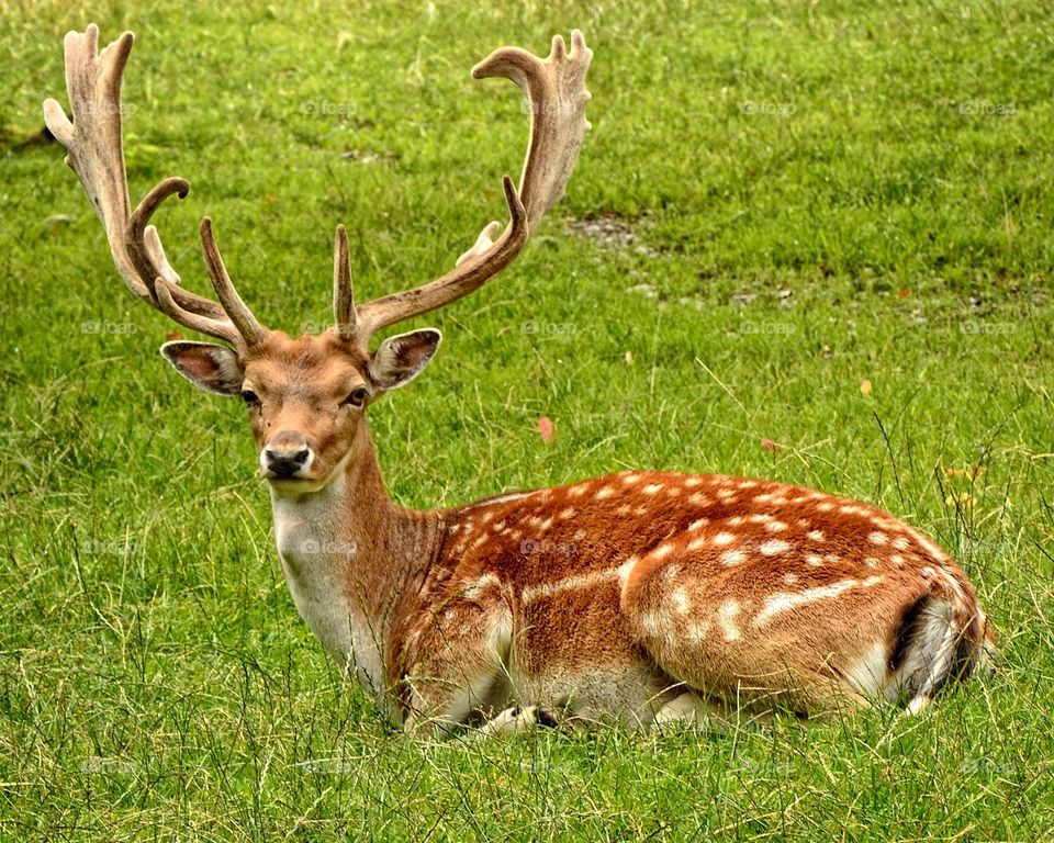 looking like royal deer