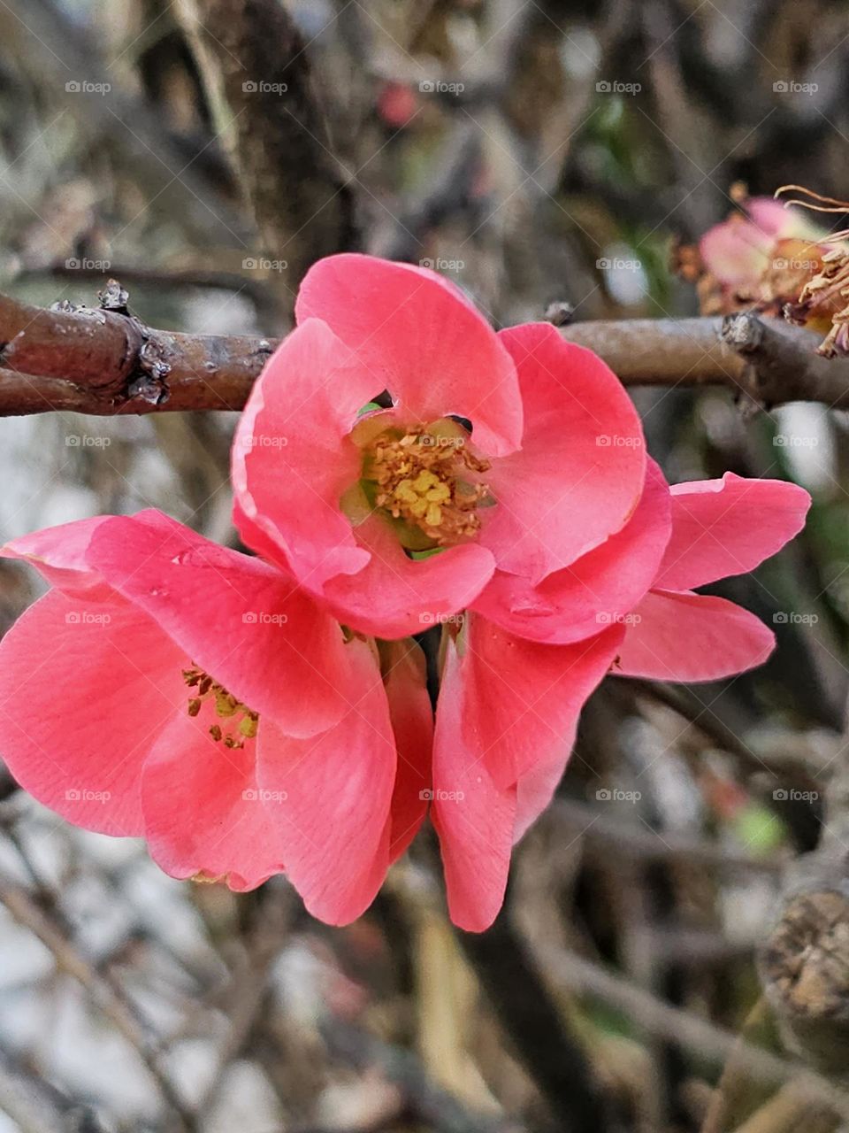 The beautiful Japanese or chinese quince in bloom