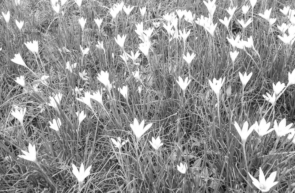 Lily Field in black and white