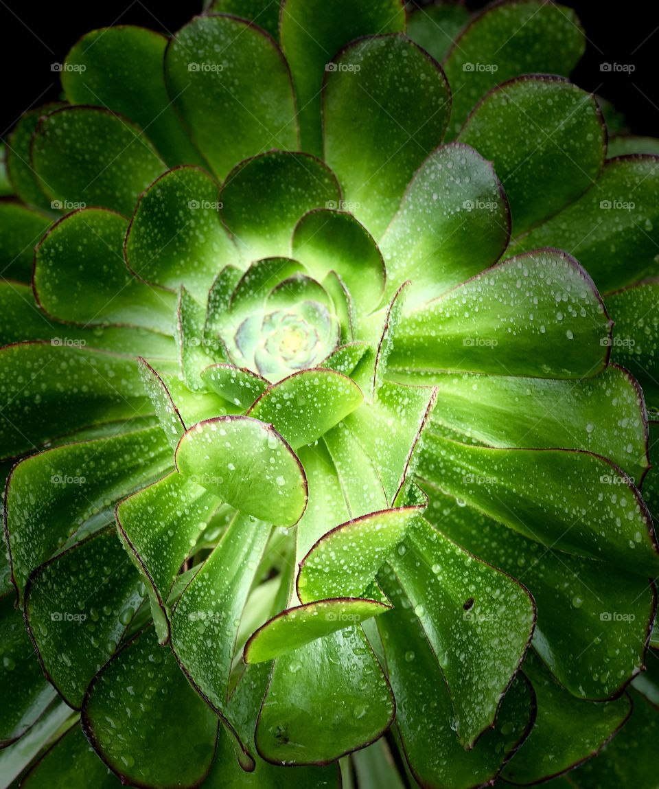 Crazy Plant People Foap Mission! Beautiful and Unique Succulent! Bright Colorful and Drenched in Morning Dew!