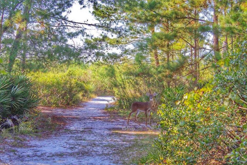 Deer in a forest