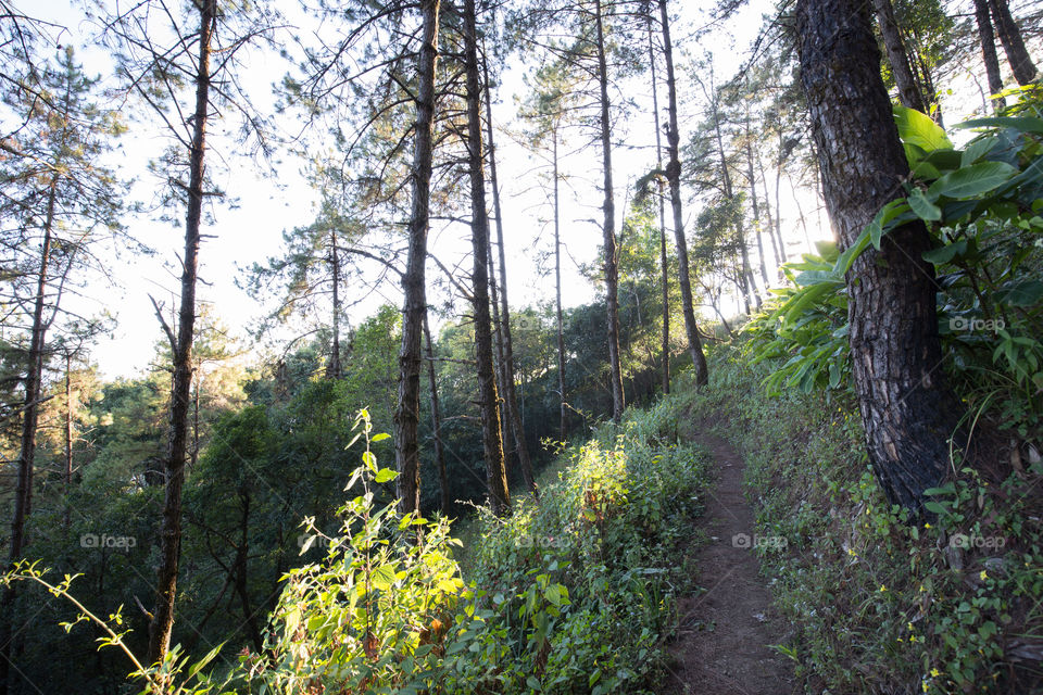 Tree in the forest 