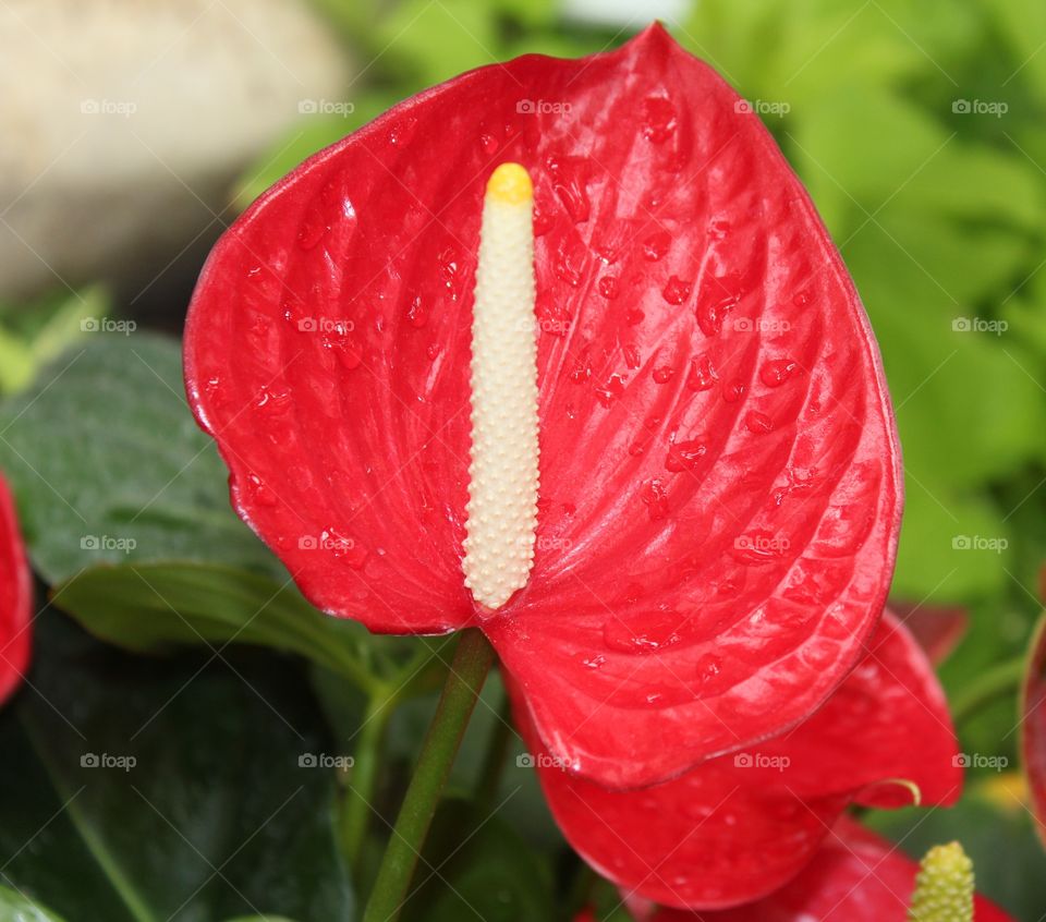 Anthuriums