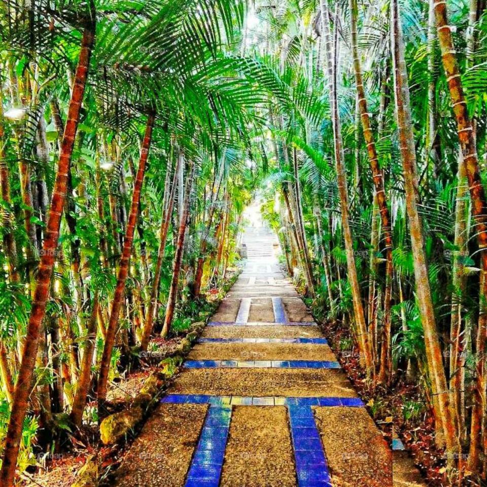 Long bamboo trail and palm trees natural reserve