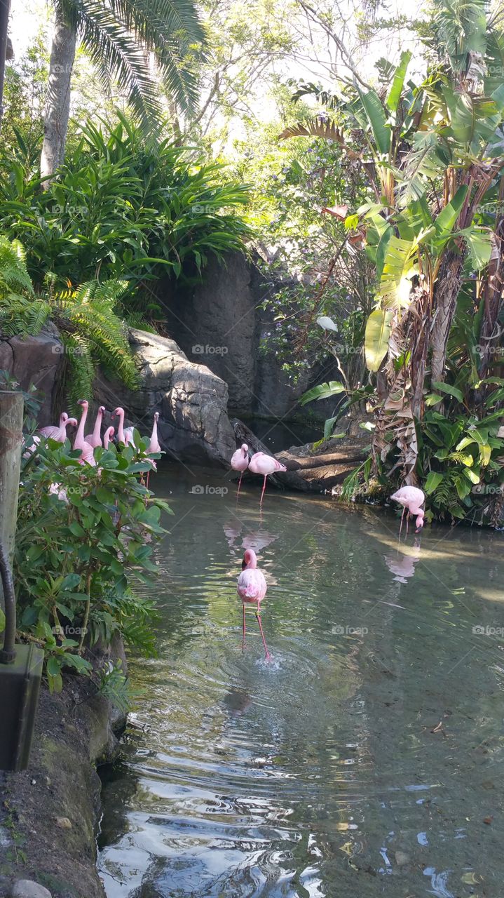 Flamingo City
