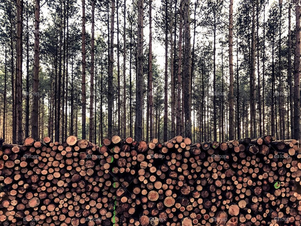 Stack of firewood in forest