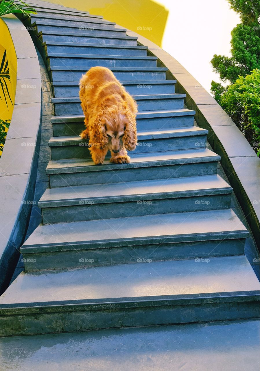 Simba the Cocker 🐾❤