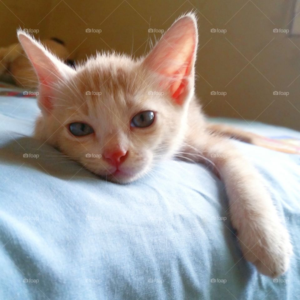 Male kitten find him self too lazy to move in his owners bed.