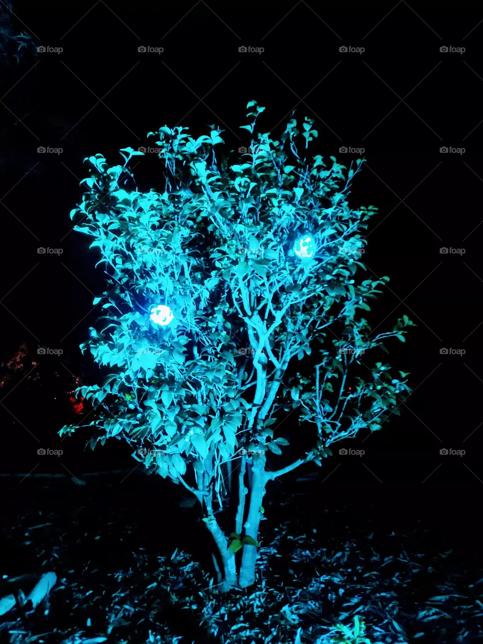 neon rozez