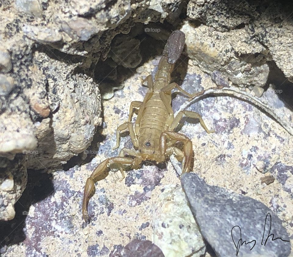 Small scorpion wanders a desert wash at night