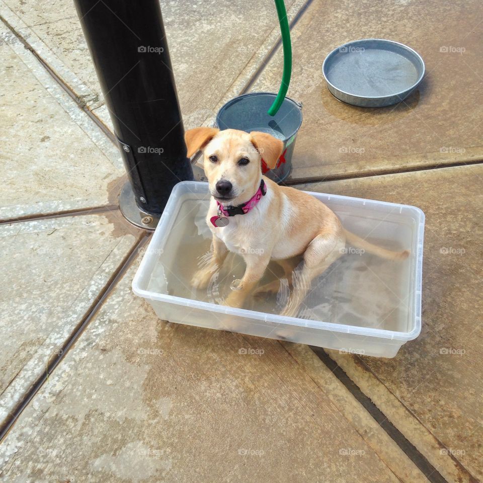 Wet puppy. Little yellow lab puppy cooling off in a bucket of water