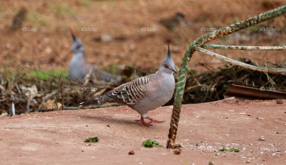 Crested pigeon foraging around bird feeder