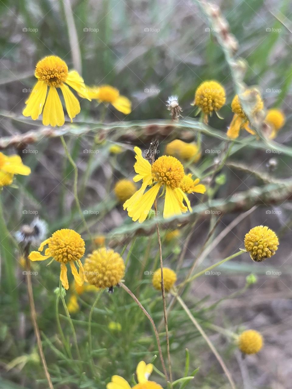 Closeup of bitter sneezeweed flowers. I’m sure this can’t be helping my allergies at all!