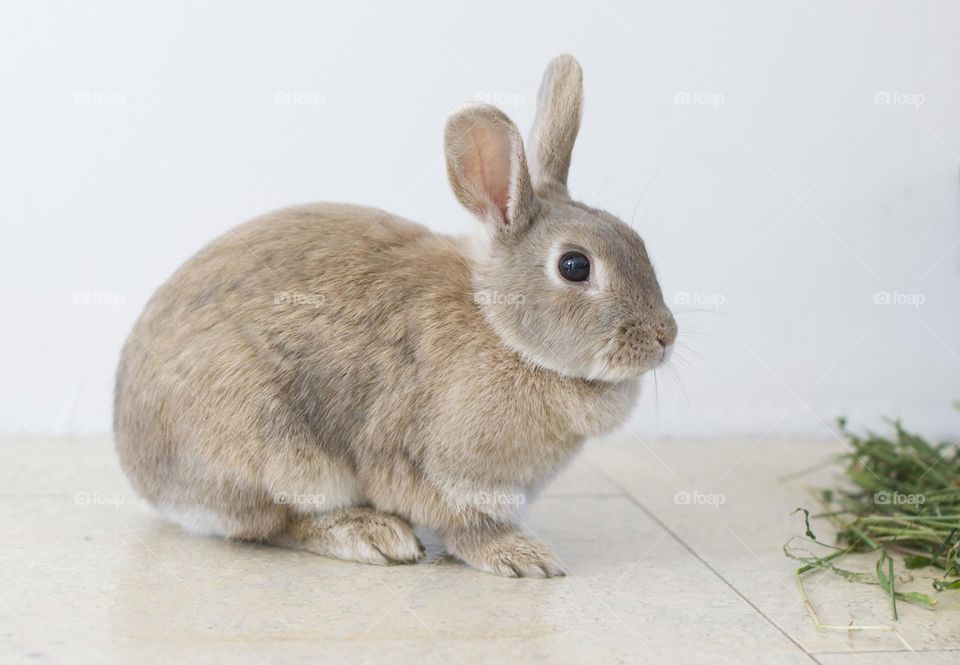 beige domestic rabbit nibbles green grass easter bunny, symbol of 2023