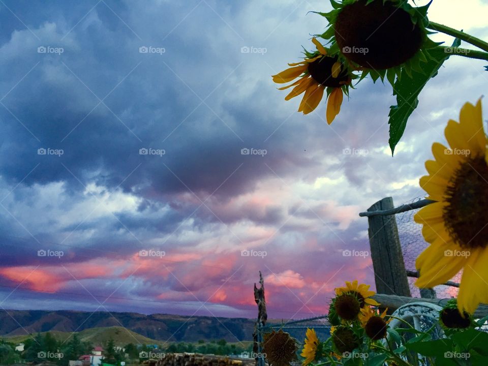 Sunflower Sunset. Sunflowers with a beautiful Wyoming sunset in the background