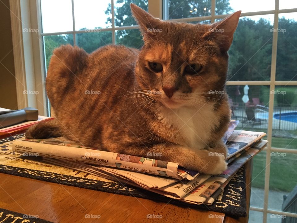 Cat reading the Sunday paper 