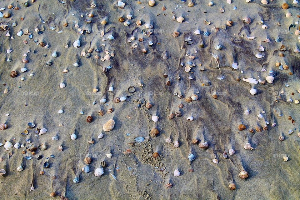 Muscheln am Strand