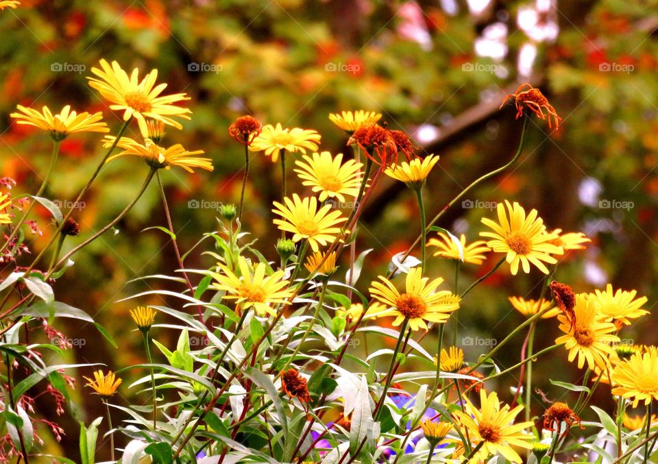 yellow daisies