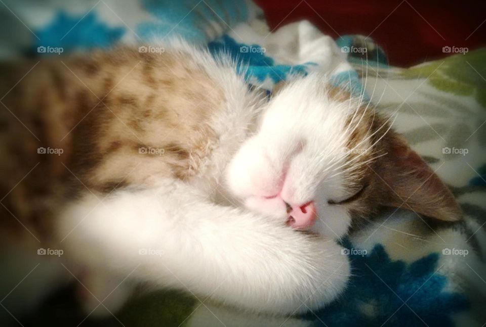 Kitten sleeping