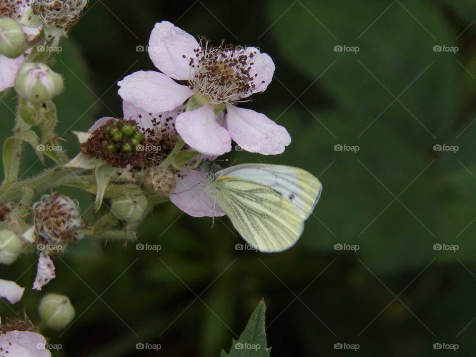Schmetterling auf Brombeerblüte