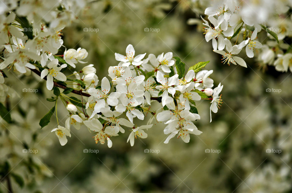 Spring flowering time. Blossoming apple tree. Selective focus.