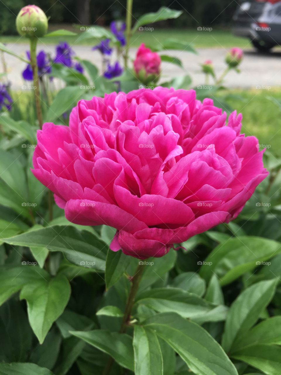 Peonies 