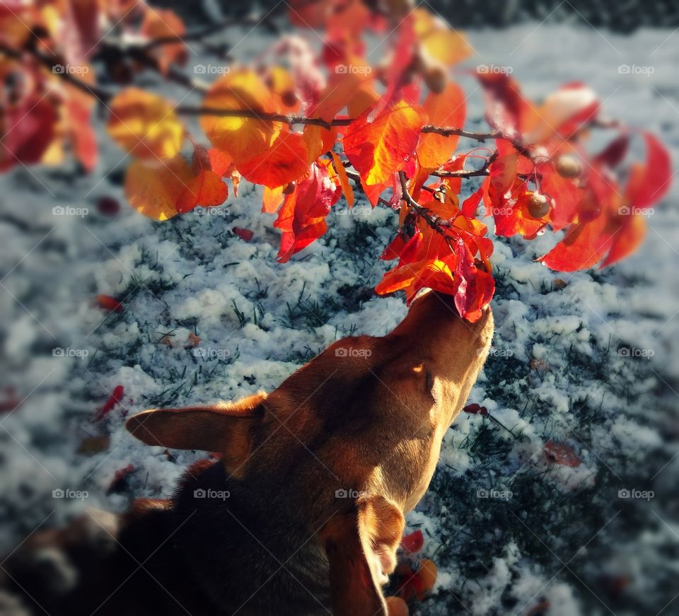Paris sniffing the bright red leaves on a snowy day in our backyard.