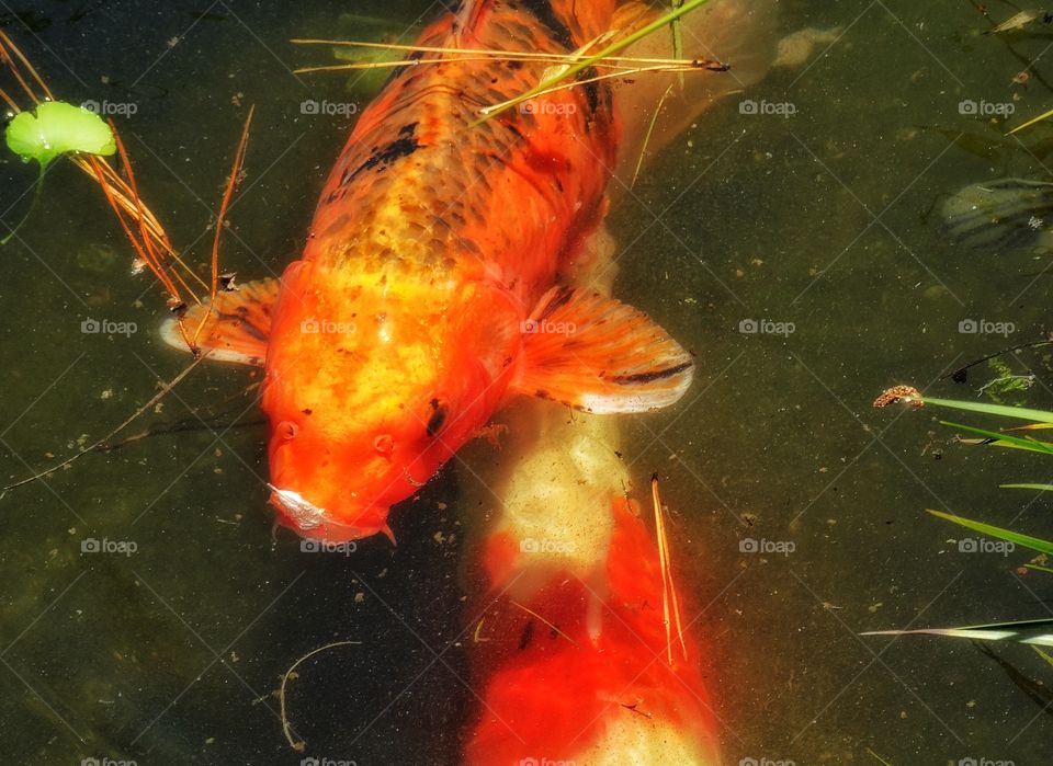 Japanese Goldfish. Koi Goldfish In A Japanese Garden Pond
