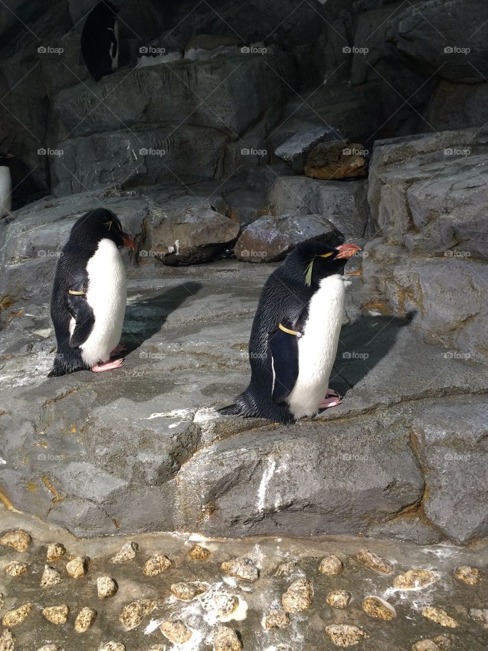 Penguins