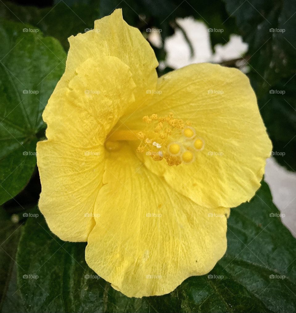 🌹 🇺🇸 Very beautiful flowers to brighten our day.  Live nature and its beauty. Did you like the delicate petals? / 🇧🇷 Flores muito bonitas para alegrar nosso dia. Viva a natureza e sua beleza. Gostaram das pétalas delicadas? 