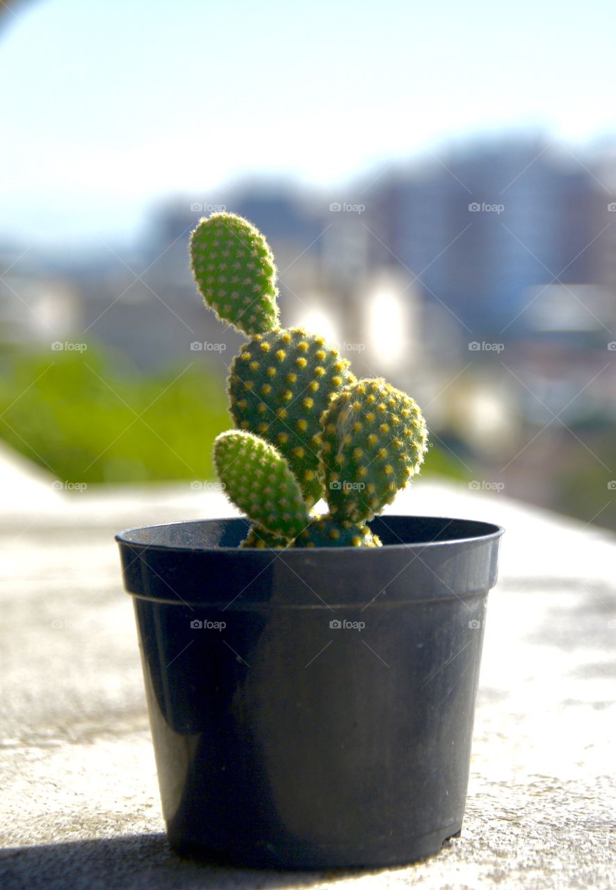 Cactus 🌵