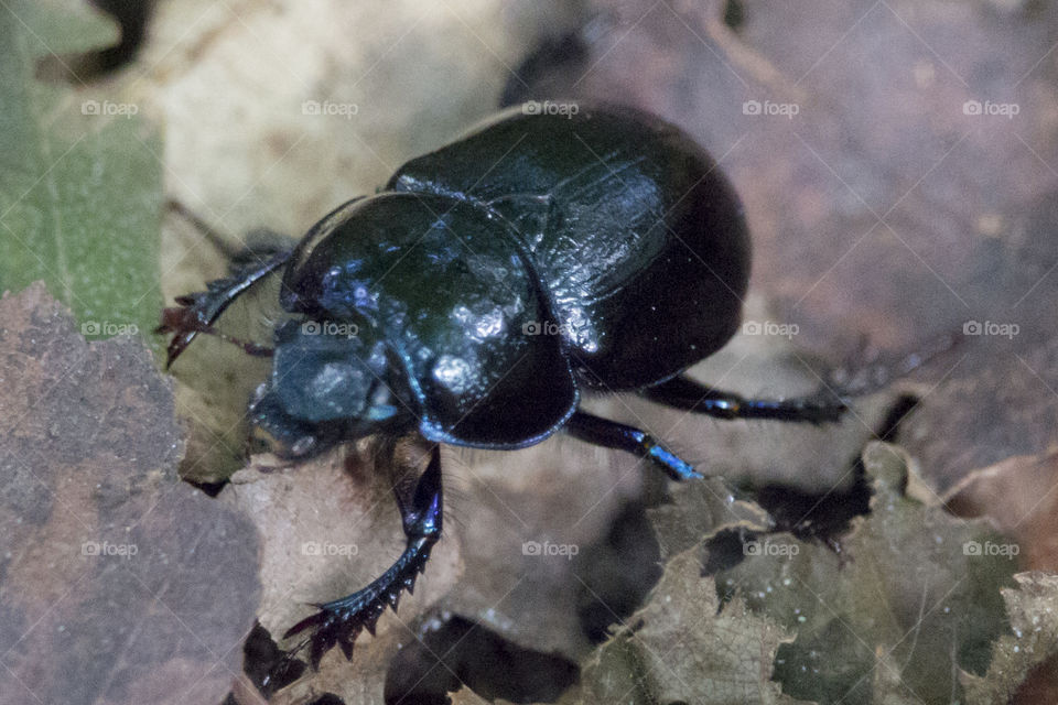 Beetle in the forest - skalbagge