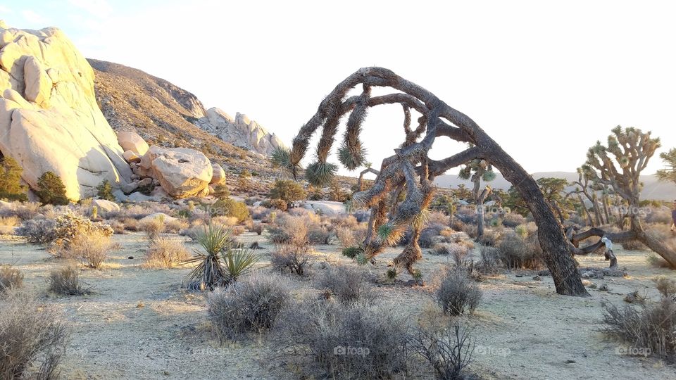 Joshua Tree and the desert