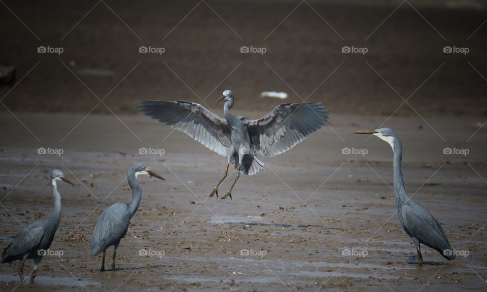 herons fighting