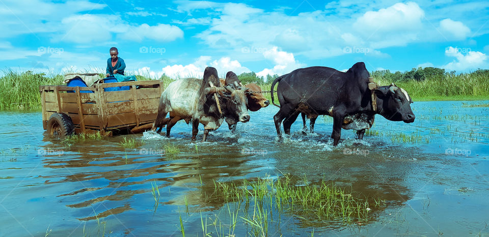 Boy Fetching Water 💧Cow  Transport