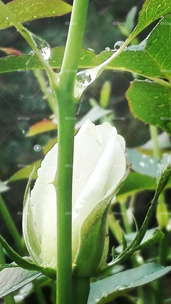 In the garden, after rain..