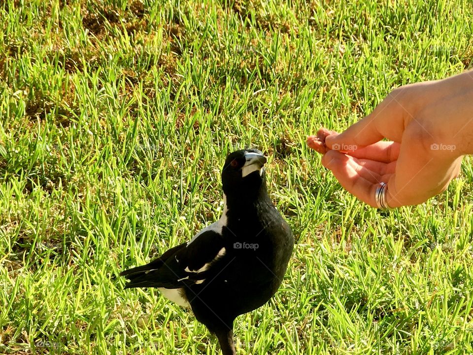 Hand feeding wild magpie