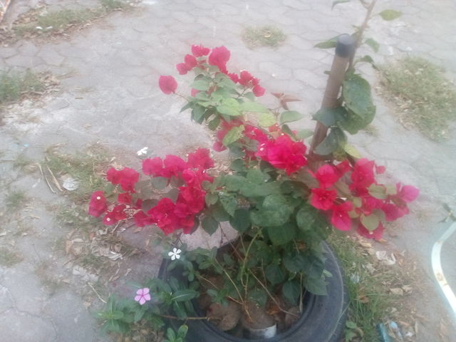 flower