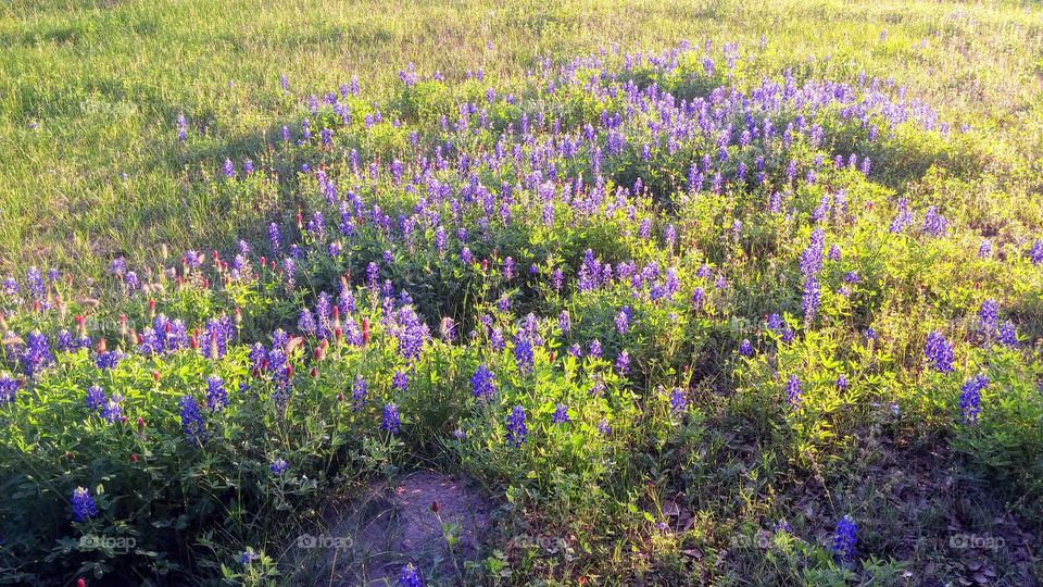 Wildflowers in the field