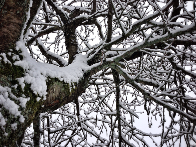 snow winter white tree by elektroseb
