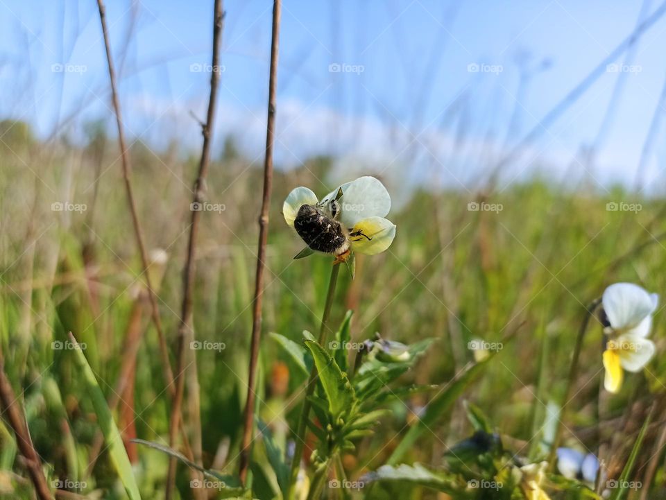 Viola arvensis is a species of violet known by the common name field pansy