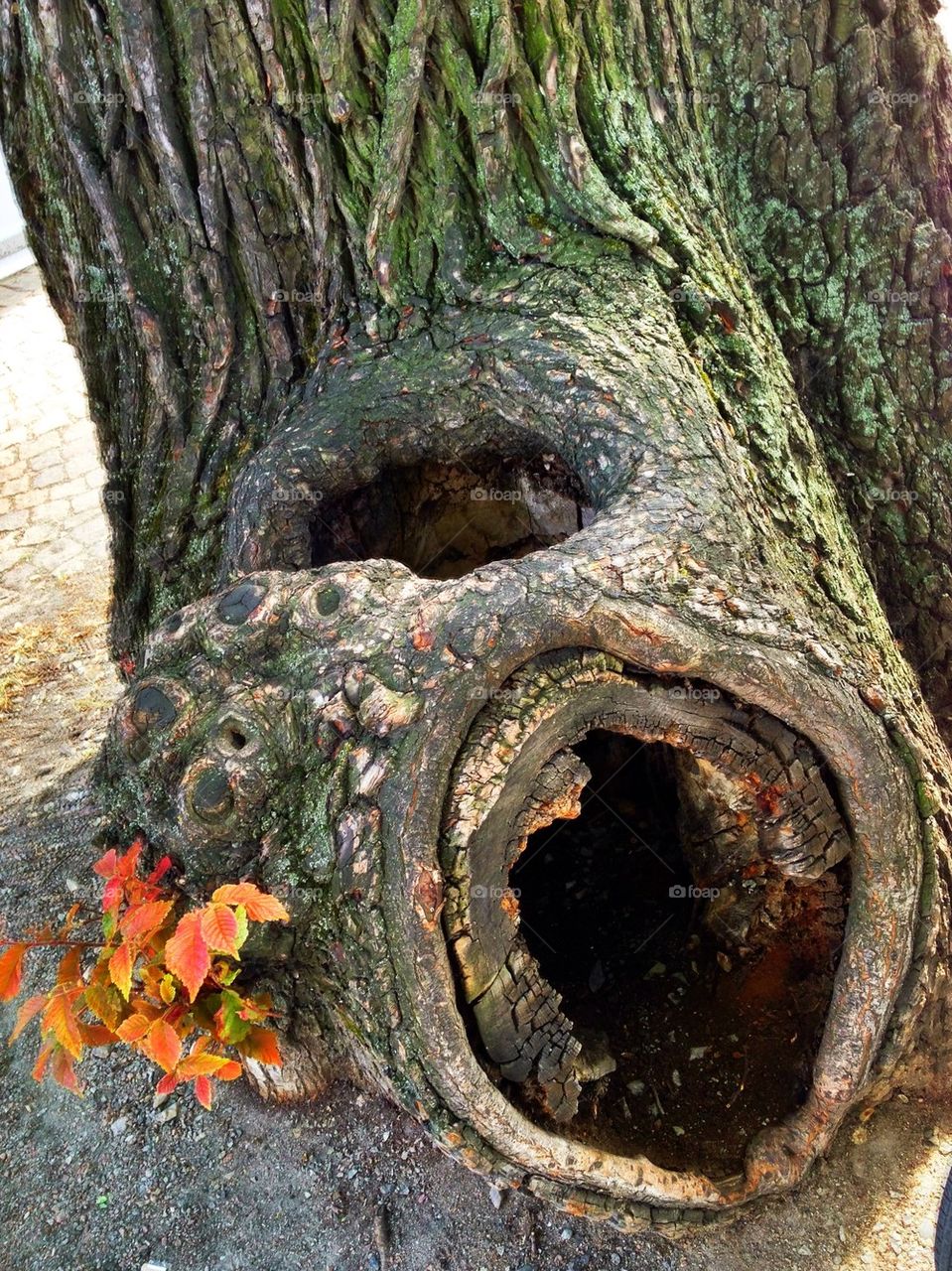 Tree trunk